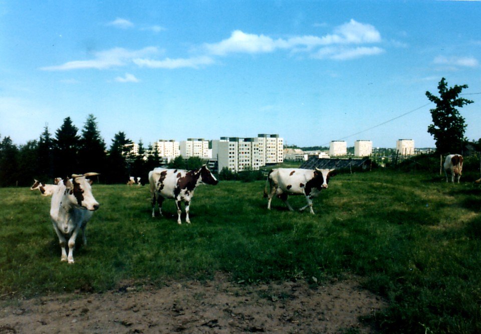 Lehmiä laitumella kerrostalojen edessä